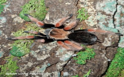 b. boehmei female 9-10 cm tarantula